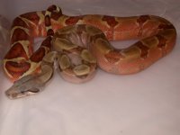 hypo flash 004.jpg
