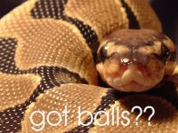 close up 2 bp.jpg