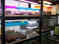tarantula & scorpion tank\'s.jpg