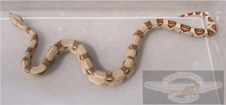 shanesboa.jpg