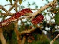 red rat 2-22.jpg