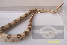shanesboa1.jpg