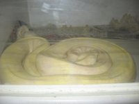 IMG_1239.jpg