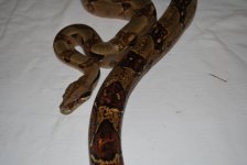 KC 993.jpg