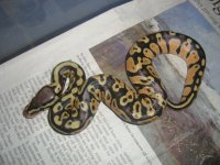 Pastel G Stripe 002.JPG