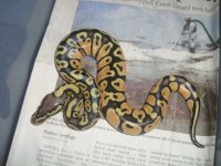 Pastel G Stripe 003.JPG