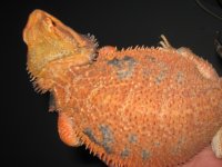 IMG_1979.JPG