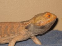 lizards 009.jpg