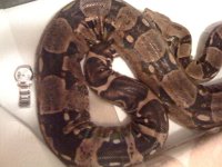 Gravid Columbian 1.jpg