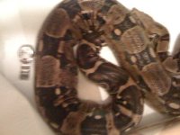 Gravid Columbian 5.jpg
