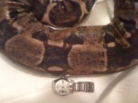 Gravid Columbian 4.jpg