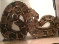 Gravid Columbian 2.jpg