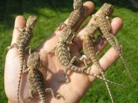 reptiles 136.jpg