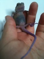 Violet 1.jpg