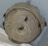 nest7.jpg