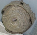 nest8.jpg