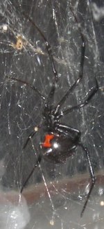 black widow 1.JPG