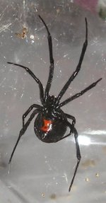 black widow 2.JPG