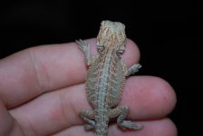 boas 022.jpg