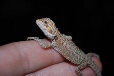 boas 025.jpg