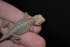 boas 023.jpg