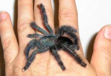 pink toe.jpg
