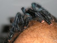 pink toe 2.jpg