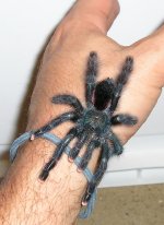 pink toe 3.JPG