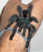 pink toe 4.JPG