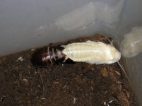 roach molt.jpg