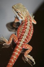 Red Female poss het hypo.jpg