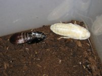 roach molt 2.jpg