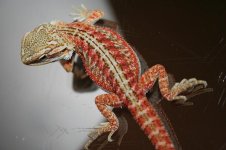 Red female poss het hypo2.jpg