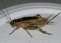 cricket 3.jpg
