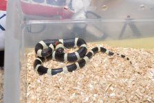 Pueblan Milksnake-Oreo.jpg