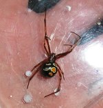 red widow 1.JPG