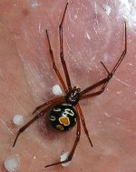red widow 2.JPG