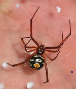 red widow 3.JPG