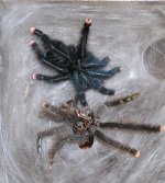 molt.JPG