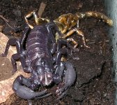 scorp molt.JPG
