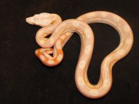 snakes 162.jpg