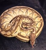 pastel lesser1.jpg