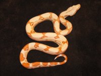 snakes 161.jpg