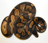 OsmosiscalicoMale1Small1.jpg