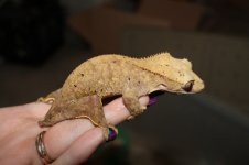 crested3.1.jpg