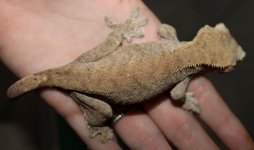 crested2.1.jpg