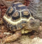 1tort.jpg