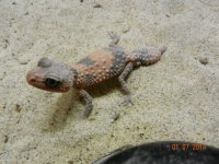 nephrurus Wheeleri (pink) male 009.jpg