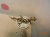 baby pictus 3 002.jpg