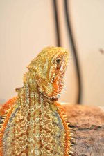 DSC_0024.jpg